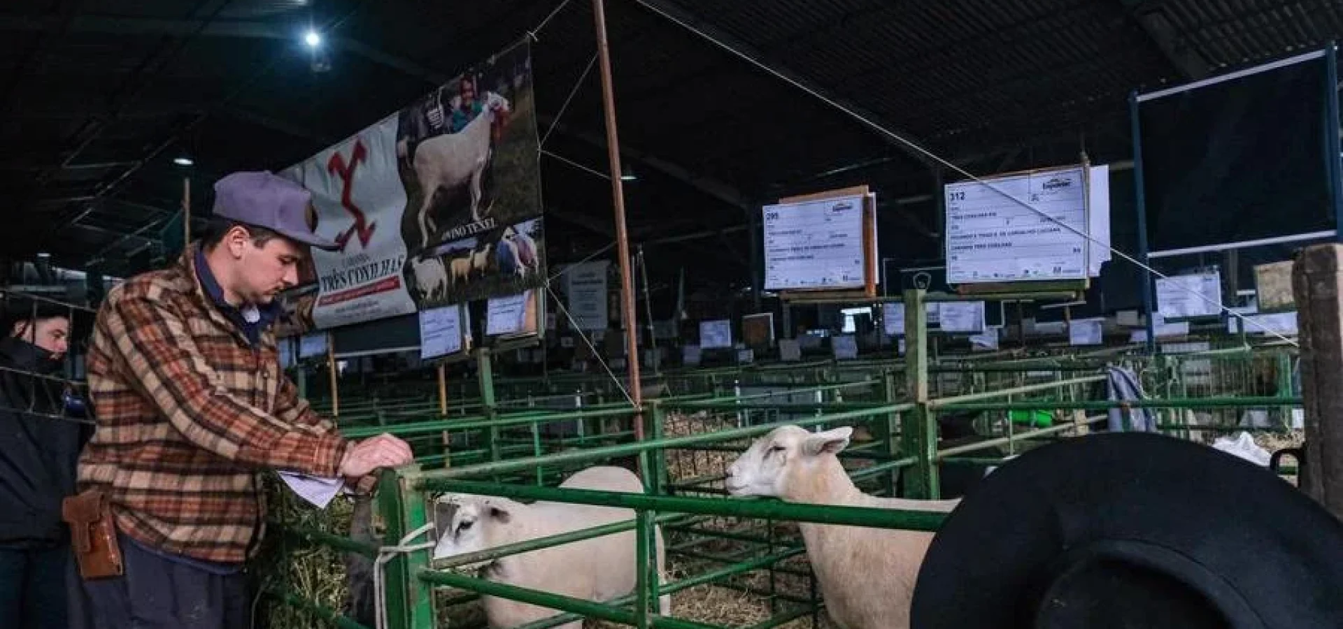 Criadores e expositores concentram-se nos últimos preparativos para a feira. | Foto: Pedro Piegas