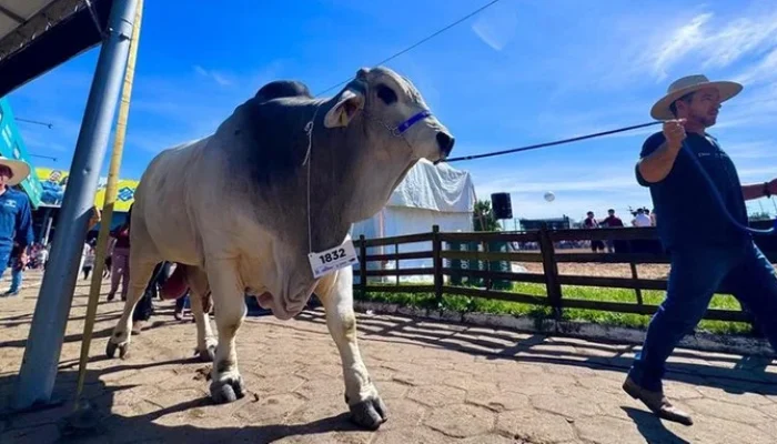 Falcão está inscrito no campeonato da raça Brahman, cujo julgamento será realizado na terça. | Foto: Dado Nogueira / Governo do Estado / CP