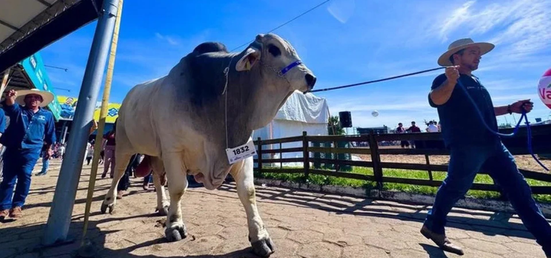 Falcão está inscrito no campeonato da raça Brahman, cujo julgamento será realizado na terça. | Foto: Dado Nogueira / Governo do Estado / CP