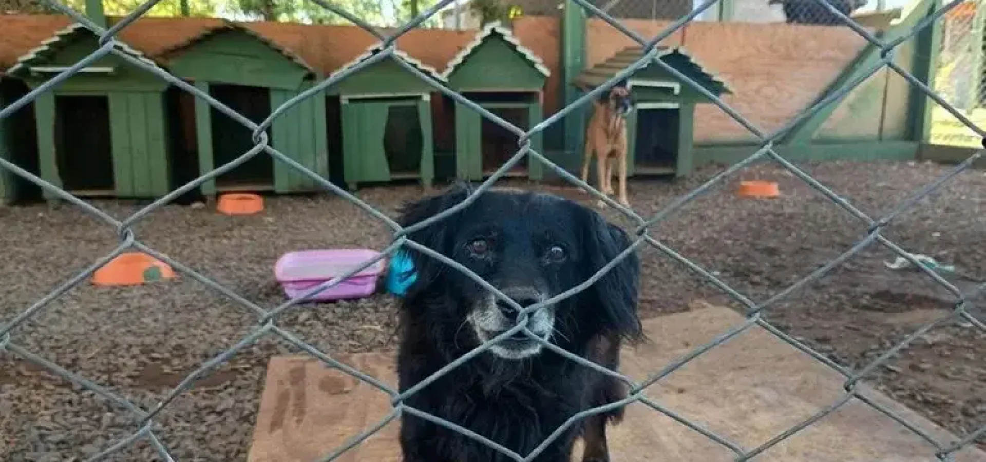 Há ainda muitos animais à espera de quem estenda a mão. | Foto: Fernanda Bassôa / Especial CP