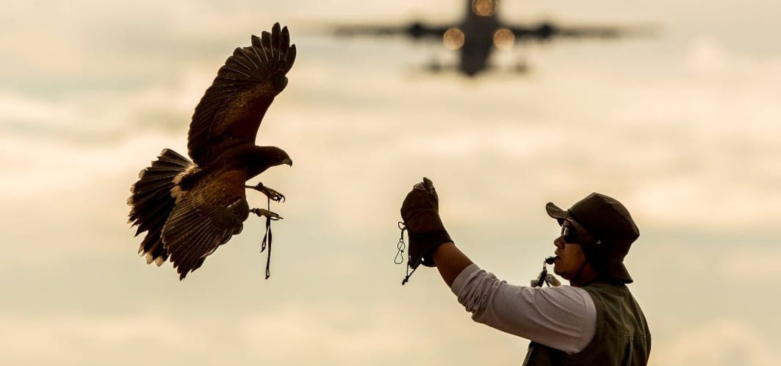 Dia 22 de setembro é celebrado o Dia da Defesa da Fauna Brasileira.