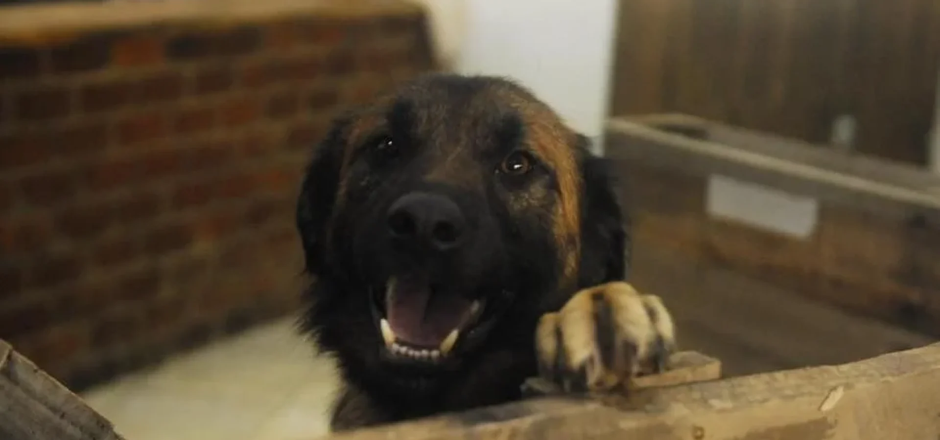 Estrutura irá abrigar até 2 mil animais de estimação. | Foto: Camila Cunha