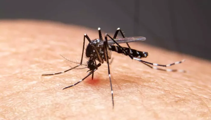 A principal forma de transmissão da dengue é pela picada da fêmea infectada do mosquito Aedes aegypti. (Foto: Reprodução)