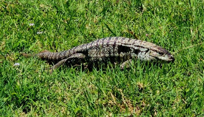 lagarto_foto_halder-1024x583