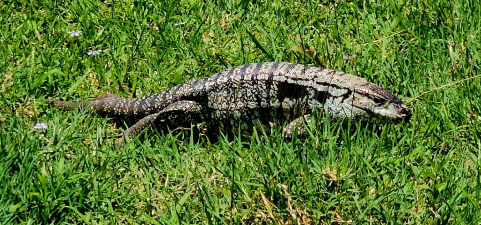 lagarto_foto_halder-1024x583