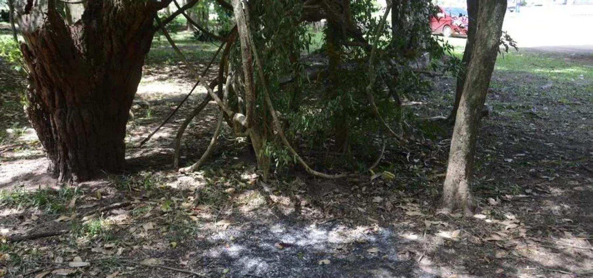 Corpo estava sob árvores no Parque da Redenção e foi localizado na manhã deste sábado. | Foto: Ricardo Giusti
