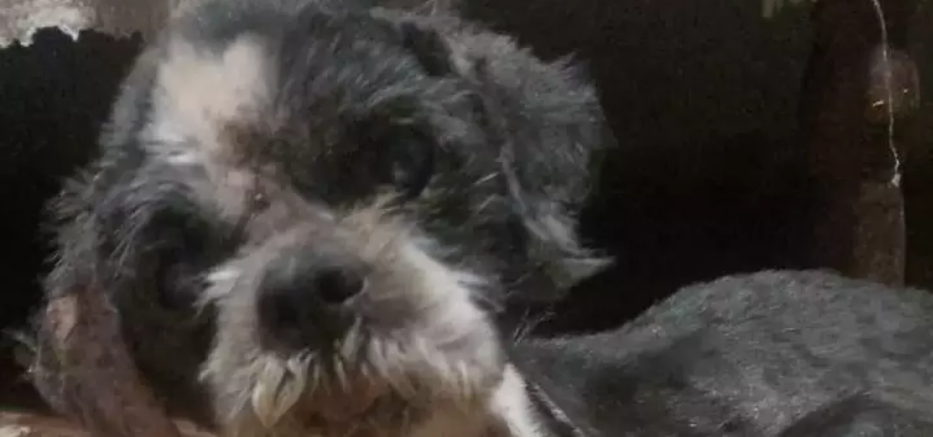 Este é o Nick tem 18 anos e esta a procura de um lar.

Foto: Divulgação