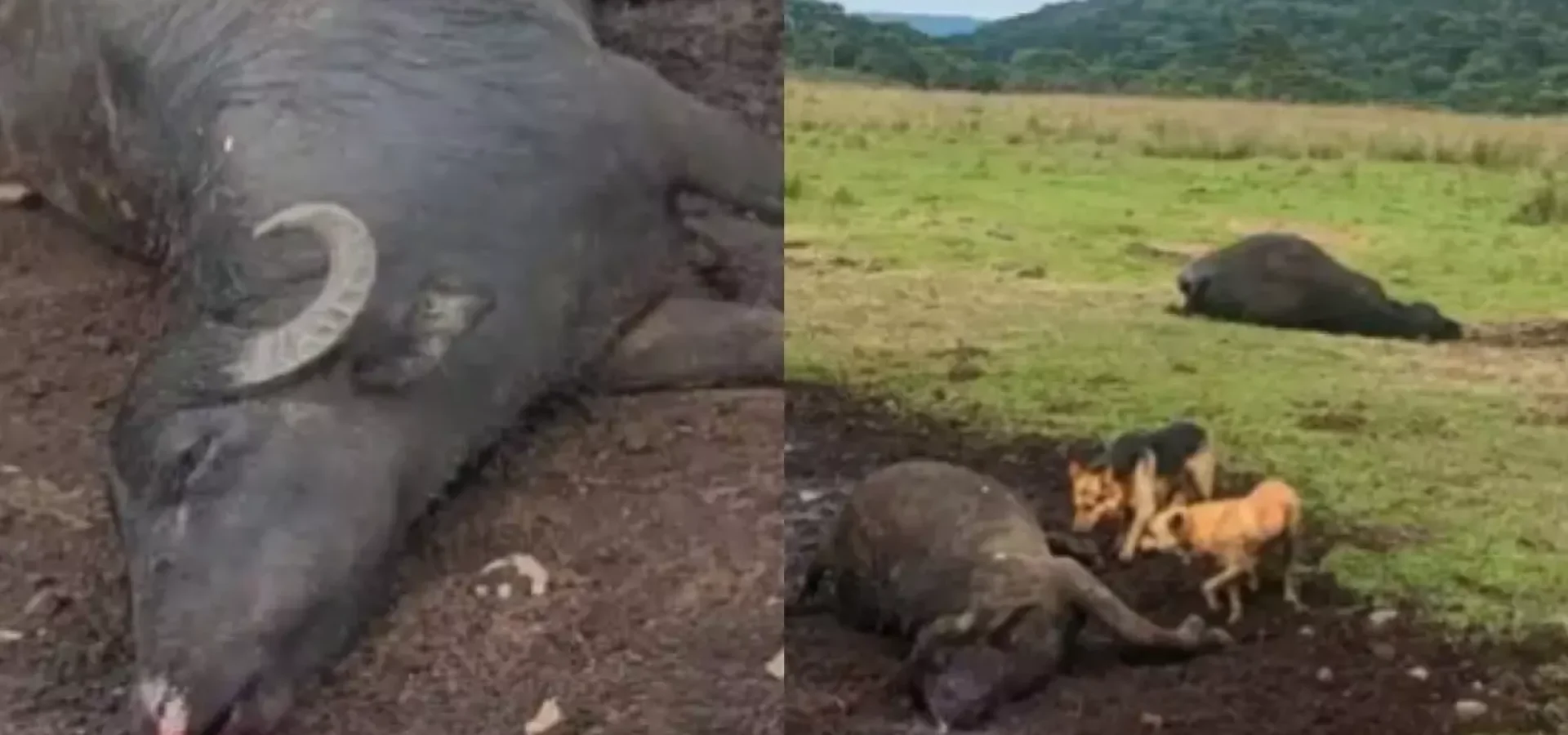 Especialistas explicam que, ao atingir o chão ou estruturas próximas, o raio pode espalhar energia elétrica pela superfície, atingindo animais agrupados.