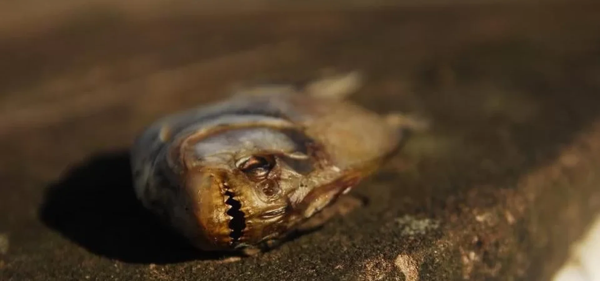 Animais aparecem mortos após enchente histórica no Centro de Porto Alegre | Foto: Camila Cunha